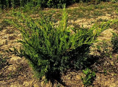 Terülő boróka JUNIPERUS MEDIA MINT JULEP 20/40*