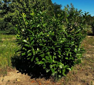 Közönséges babérmeggy PRUNUS LAUROCERASUS NOVITA 125/150*