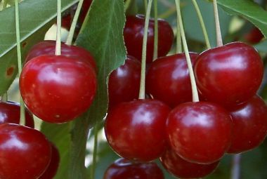 Debreceni bőtermő meggy Prunus cerasus