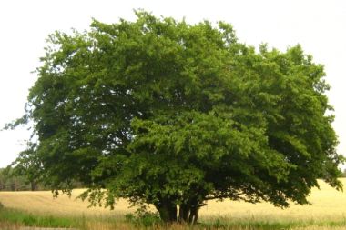 Oszlopos gyertyán CARPINUS BETULUS FASTIGIATA 200/250 K10,5