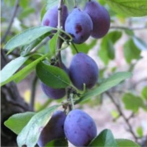 Ageni szilva Prunus domestica