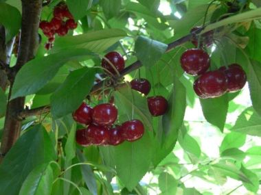 Érdi nagygyümölcsű meggy Prunus cerasus