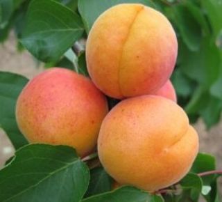 Hargrand kajszi Prunus armeniaca