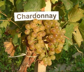 Chardonnay borszőlő (fehér)