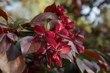 Díszalma    MALUS ROYALTY 180/+ K12