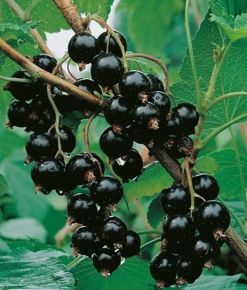 Fekete ribiszke RIBES NIGRUM FERTŐDI (ARANKA) BOKOR KONTÉNERES