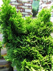 Hinoki hamisciprus   CHAMAECYPARIS OBTUSA NANA GRACILIS 15/20CM K1,5