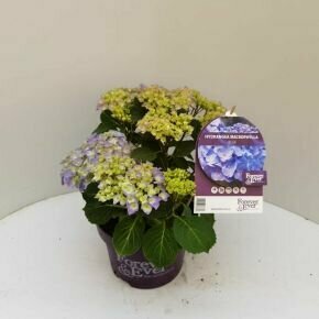 HYDRANGEA MACROPHYLLA FOREVER AND EVER 30/40 K5