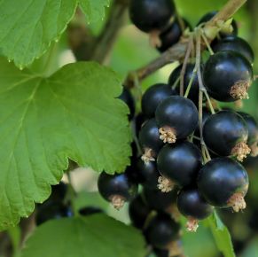 Fekete ribiszke RIBES NIGRUM BOKOR FERTŐDI 1 30/40 K3