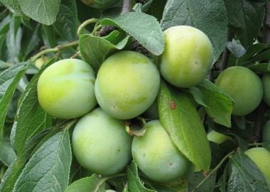Zöld ringló szilva Prunus domestica