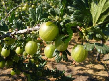 Pallagi óriás köszméte RIBES UVA-CRISPA PALLAGI ÓRIÁS MT KONTÉNERES