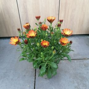 Afrikai aranyvirág OSTEOSPERMUM CS12