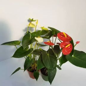 Flamingóvirág ANTHURIUM ANDRAEANUM CS12