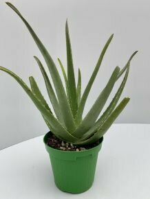 Aloe vera K1,5    