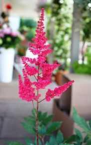Kerti tollbuga ASTILBE CS15