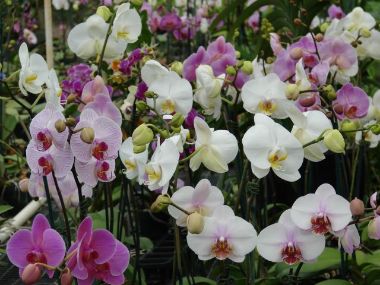 orchidea     