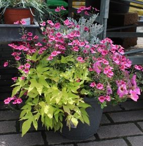 Növénykompozíció