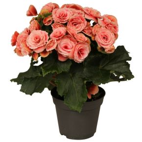 Begónia BEGONIA 