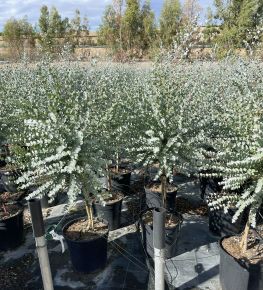 Havasi eukaliptusz EUCALYPTUS GUNNII AZURA T1/4 K15