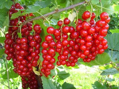 Piros ribiszke RIBES RUBRUM JONKHEER VAN TETS BOKOR KONTÉNERES