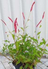 Keserűfű PERSICARIA ORANGE FIELD CS15