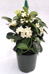 Koszorúfutóka STEPHANOTIS FLORIBUNDA CS12