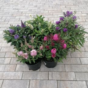 Törpe nyári orgona BUDDLEJA DAVIDII LITTLE ROCKSTARS SZÍNVÁLTOZATOK K2