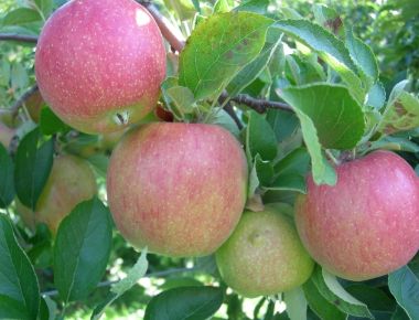 Braeburn alma Malus domestica