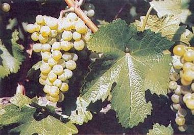 Zenit borszőlő (fehér)