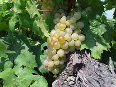 Rizlingszilváni borszőlő (fehér)