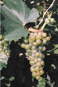 Királyleányka borszőlő (fehér)