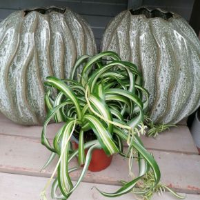 Csokrosinda CHLOROPHYTUM CS12