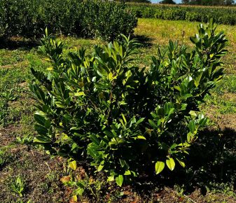Közönséges babérmeggy PRUNUS LAUROCERASUS MANO 80/100*