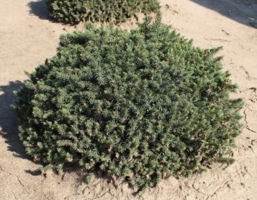 Törpe gömb cukorsüvegfenyő PICEA GLAUCA ECHINIFORMIS 20/30*
