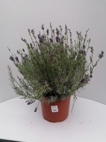 Levendula LAVANDULA ANGUSTIFOLIA ESSENCE PURPLE 40/55 K5