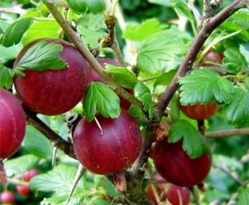 Köszméte RIBES UVA-CRISPA PIROS ÍZLETES MT K3