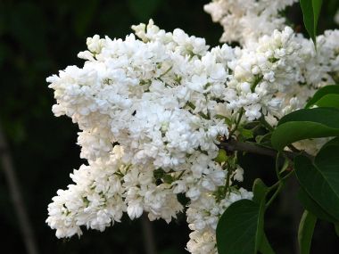 Teltvirágú orgona   SYRINGA VULGARIS MADAME LEMOINE 60/80 K10