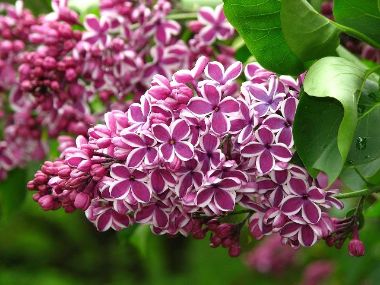 Közönséges orgona   SYRINGA VULGARIS SENSATION 60/80 K10