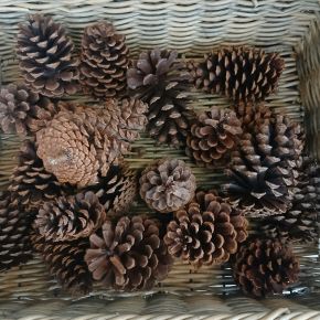 Dekoráció FENYŐTOBOZ 