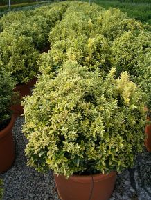 Kutyatej EUPHORBIA MARTINI ASCOT PETITE CS15