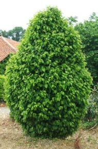 Oszlopos törpegyertyán   CARPINUS BETULUS MONUMENTALIS 250/300 K230