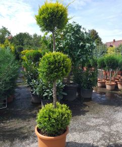 Arany lombú leyland ciprus CUPRESSOCYPARIS LEYLANDII GOLD RIDER 3 GÖMB 120/+ K25