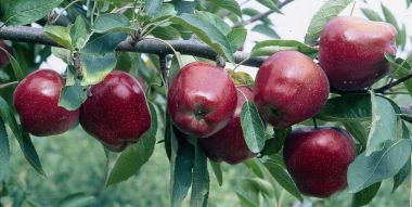 Starking alma MALUS DOMESTICA STARKING 150/200 K9,5