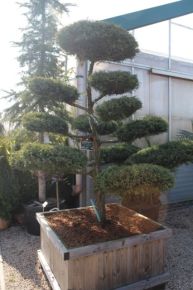Boróka bonsai   JUNIPERUS MEDIA HETZII BONSAI 175/200 100×100CM FA LÁDÁBAN