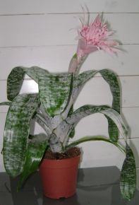 Csíkolt lándzsarózsa AECHMEA FASCIATA PRIMERA CS12