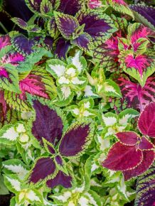 Díszcsalán COLEUS CS12