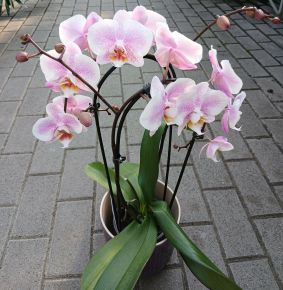Lepkeorchidea PHALAENOPSIS 2 ÁGAS 