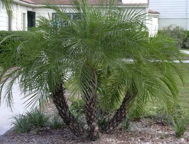 Törpe datolyapálma PHOENIX ROEBELINII K8