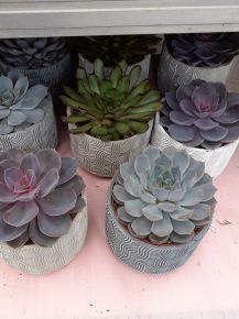 Fás kövirózsa ECHEVERIA KERÁMIÁBAN