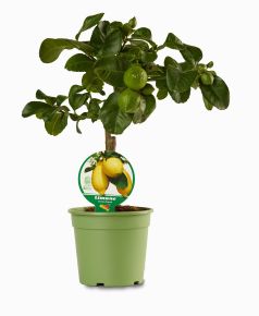 Citrom CITRUS LIMONE MINI TÖRZS K1,5